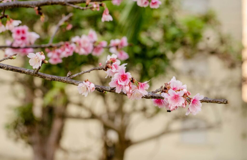 Hol nézhetem meg a cseresznyefa-viragzast?